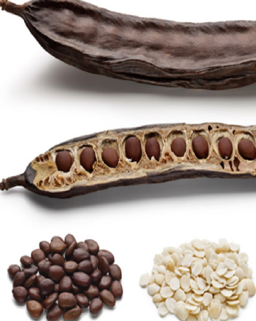 Parkia Biglobosa (The African locust bean)