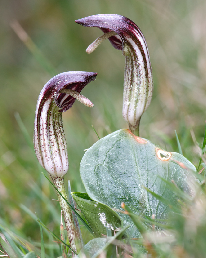 Arisarum vulgare